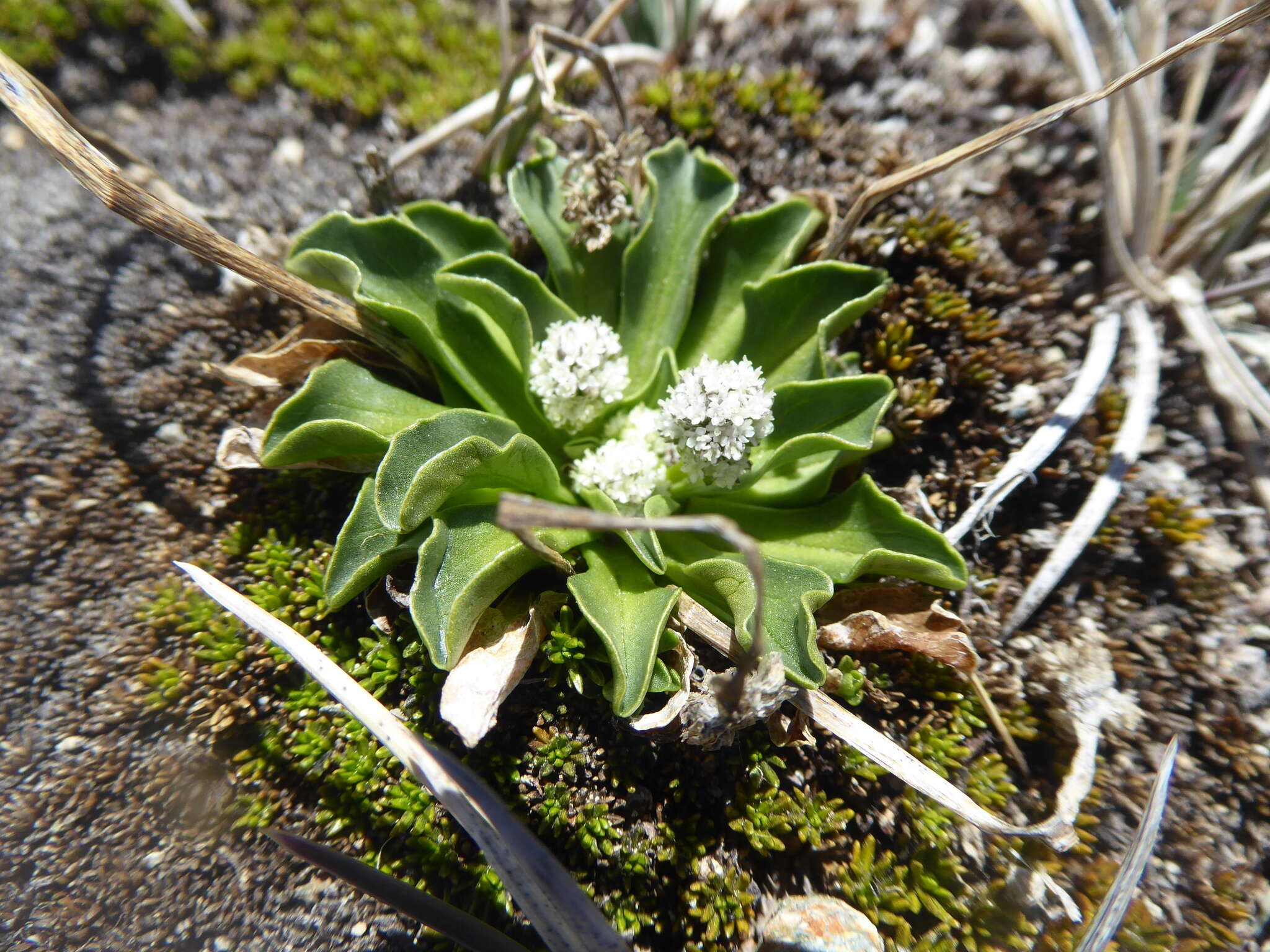 Image of Valeriana macrorhiza Poepp. ex DC.