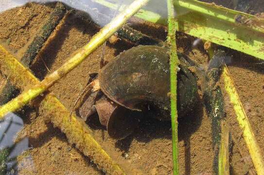 Sivun Pomacea canaliculata (Lamarck 1822) kuva