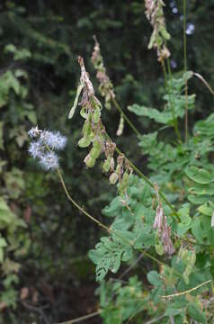 Image of Hedysarum neglectum Ledeb.