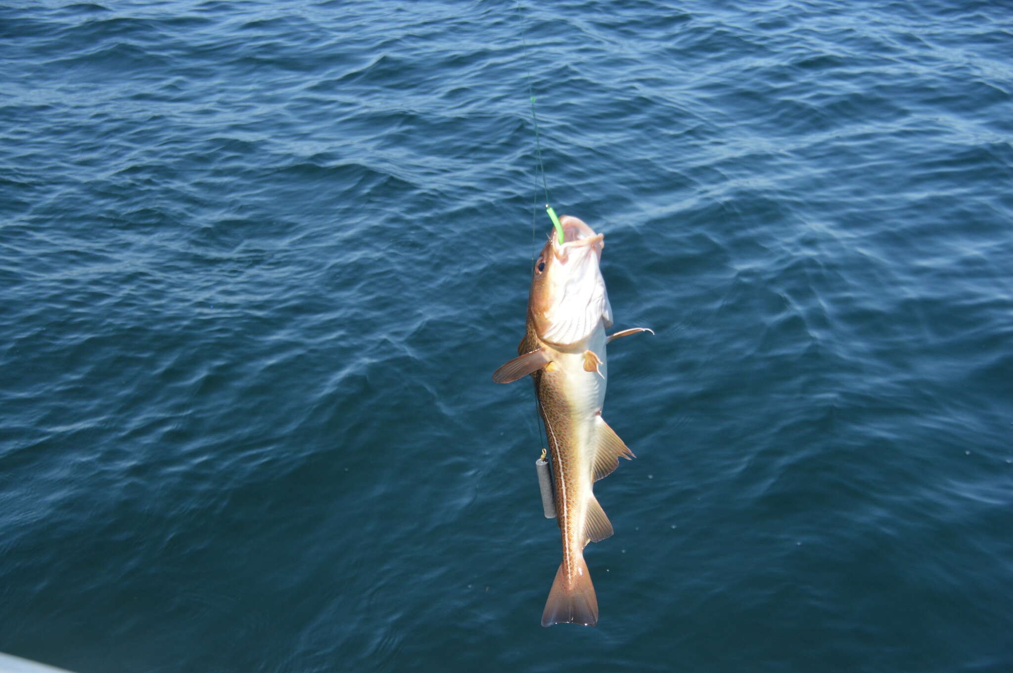 Image of Atlantic cod