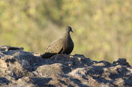 Image of Chestnut-quilled Rock Pigeon