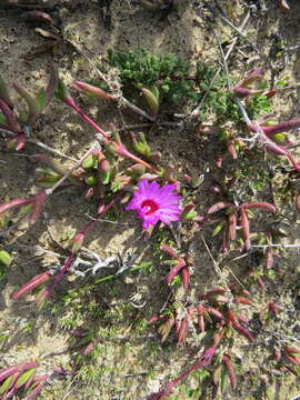 صورة Cephalophyllum rostellum (L. Bo I.) H. E. K. Hartm.