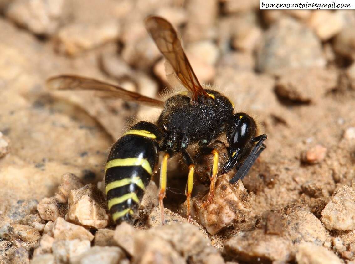 Image of Ancistrocerus oviventris (Wesmael 1836)