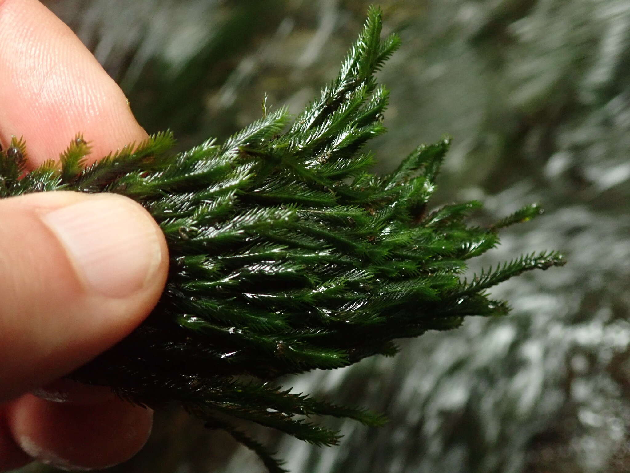 Image of largeleaf fissidens moss