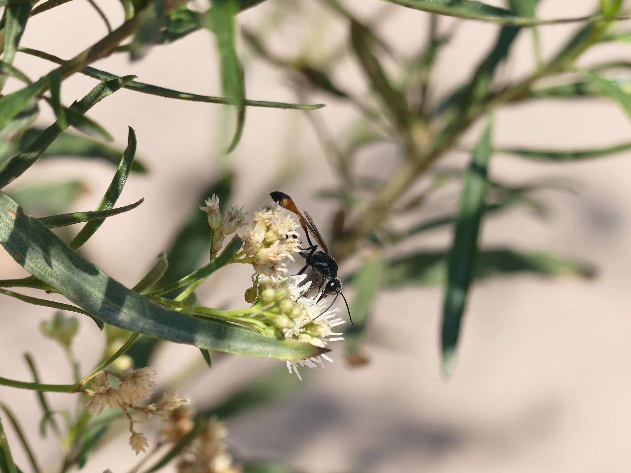 Image de Ammophila gracilis Lepeletier de Saint Fargeau 1845