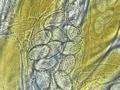 Image de Iodophanus testaceus (Moug.) Korf 1967