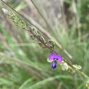 Image of Polygala producta N. E. Br.