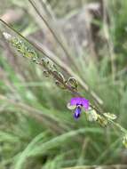 Polygala producta N. E. Br.的圖片