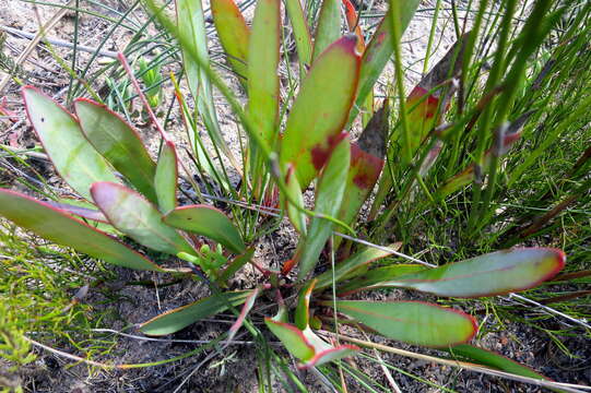 Image of Protea vogtsiae Rourke