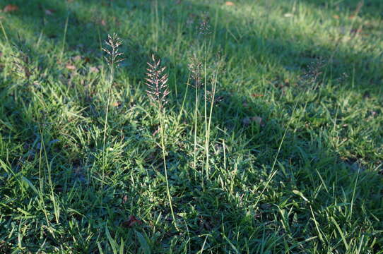 Image of golden false beardgrass