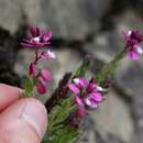 Слика од Polygala rhinostigma Chod.