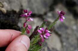 Слика од Polygala rhinostigma Chod.