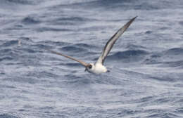 Image of Black-capped Petrel