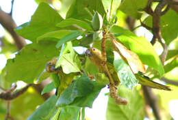 Image of Eupsittula pertinax arubensis (Hartert 1892)