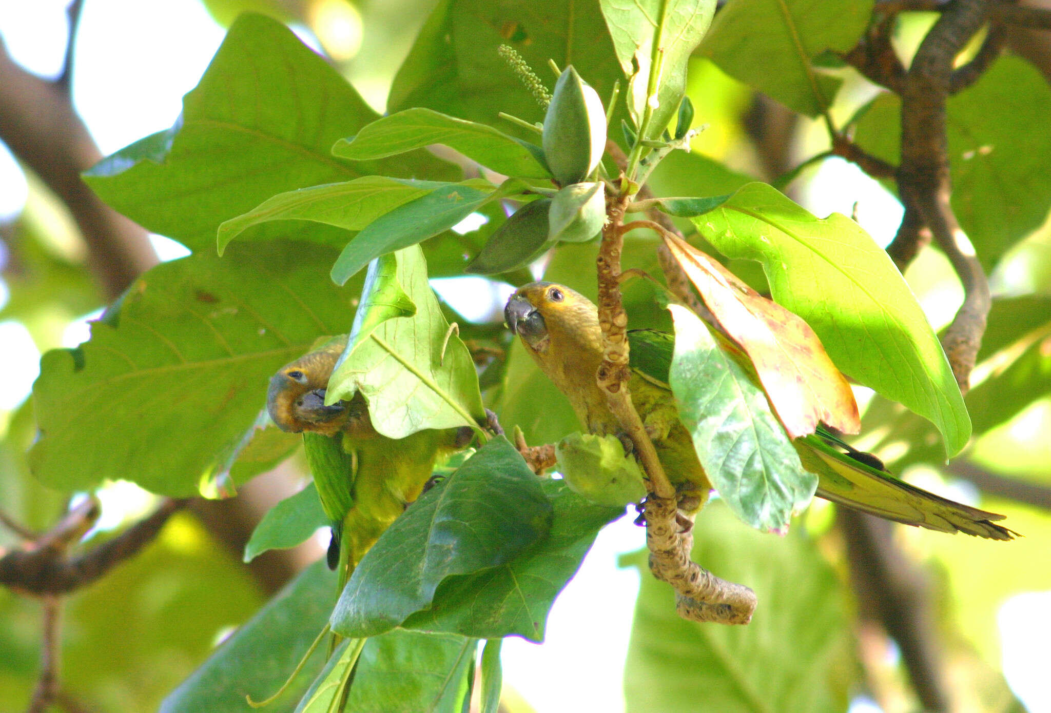 Image of Eupsittula pertinax arubensis (Hartert 1892)