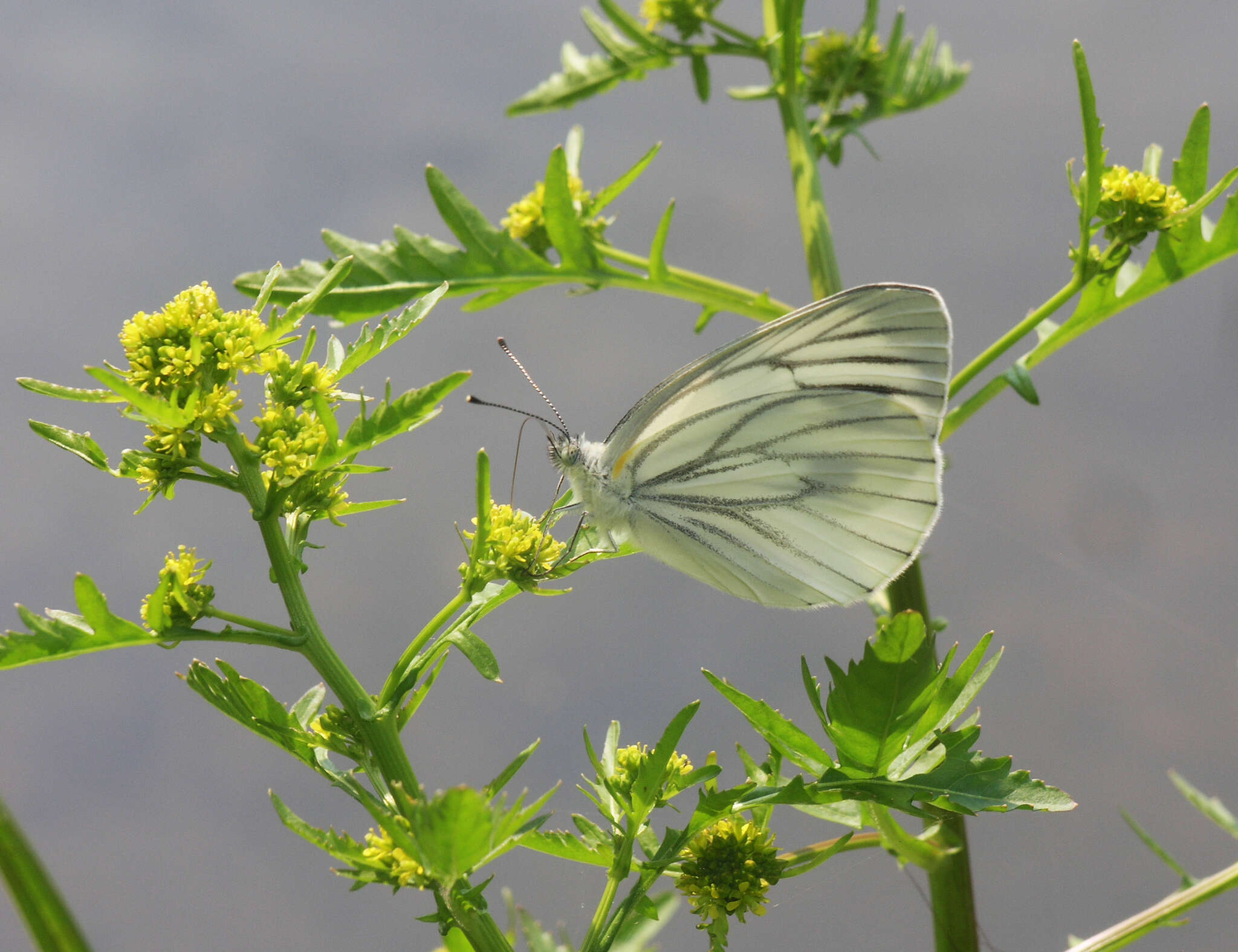 Image of Pieris dulcinea (Butler 1882)