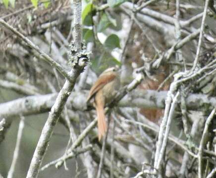 Image of Pallid Spinetail