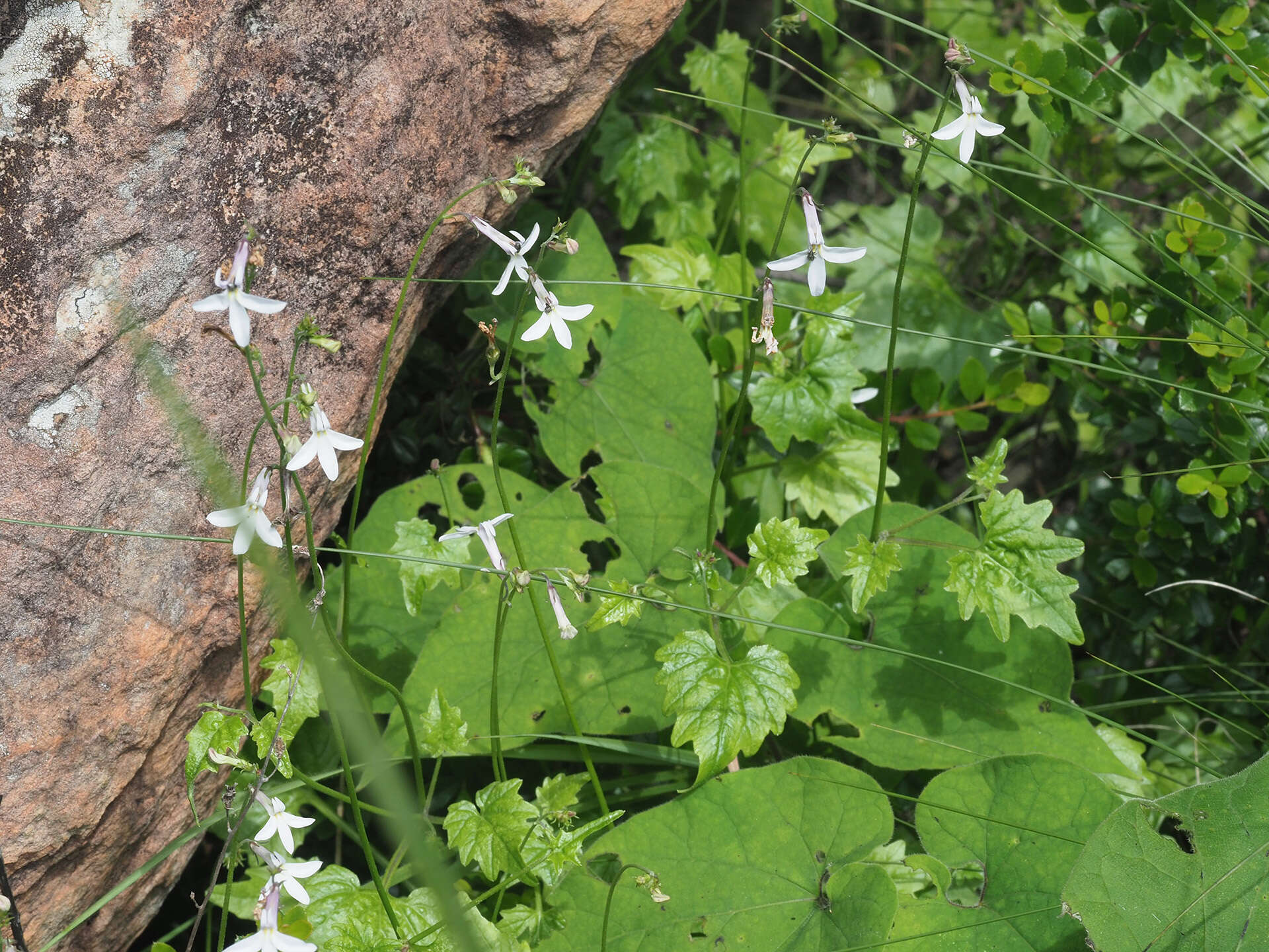 Plancia ëd Lobelia vanreenensis (Kuntze) K. Schum.