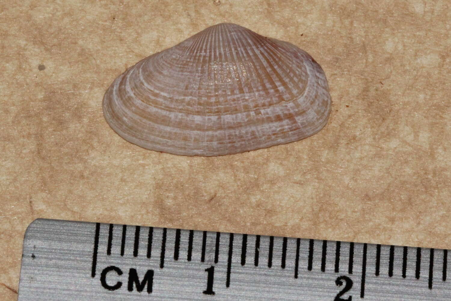 Слика од Hemidonax dactylus Hedley 1923