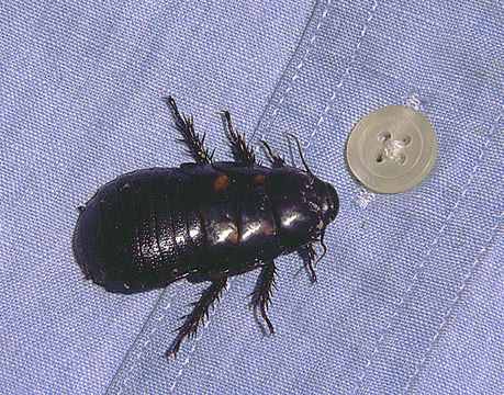 Image of <i>Panesthia <i>angustipennis</i></i> angustipennis (Illiger 1801)