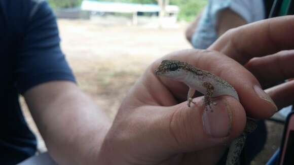 Phyllodactylus pumilus Dixon & Huey 1970 resmi