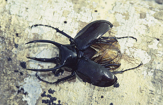 Image of Chalcosoma