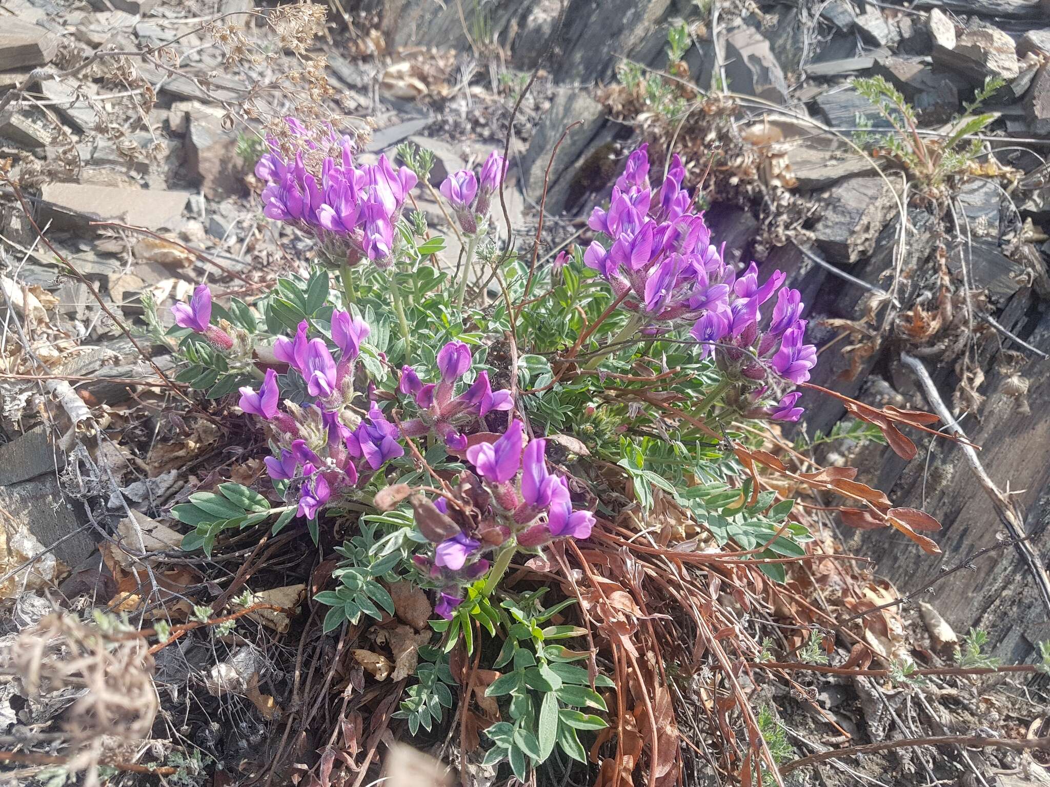 Oxytropis grandiflora (Pall.) DC. resmi