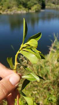 Ludwigia grandiflora var. hexapetala (Hook. & Arn.) D. B. Ward resmi