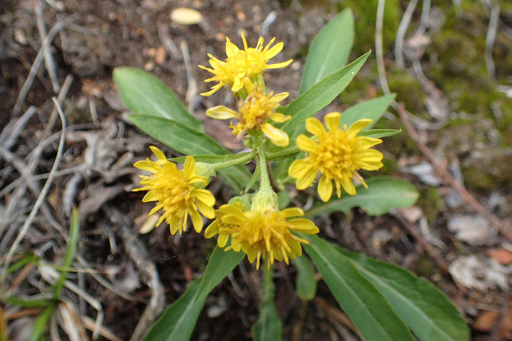 Image de Solidago spiraeifolia var. cuprea (Juz.) V. Yu. Barkalov