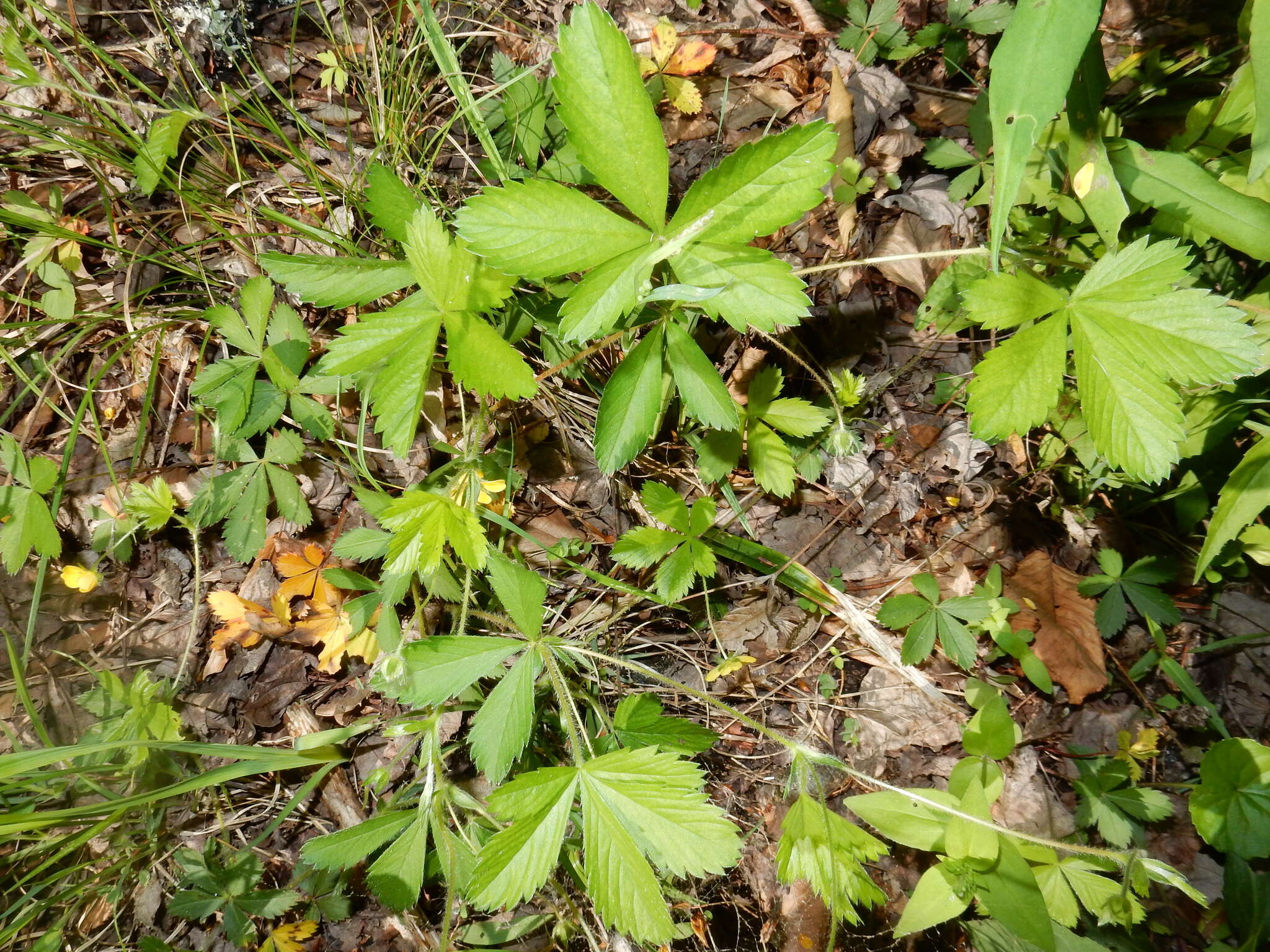 Image of common cinquefoil