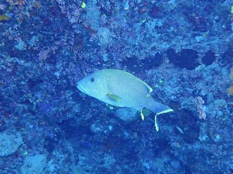 Image of Blubberlip snapper