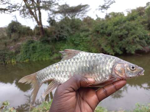 صورة Labeobarbus oxyrhynchus (Pfeffer 1889)