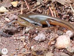 Image of Red Forest Skink