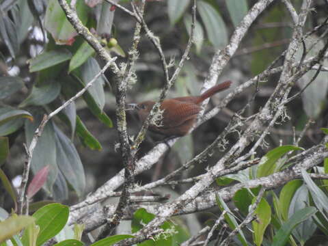 Image of Rufous Wren