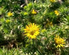 Image of common tarweed