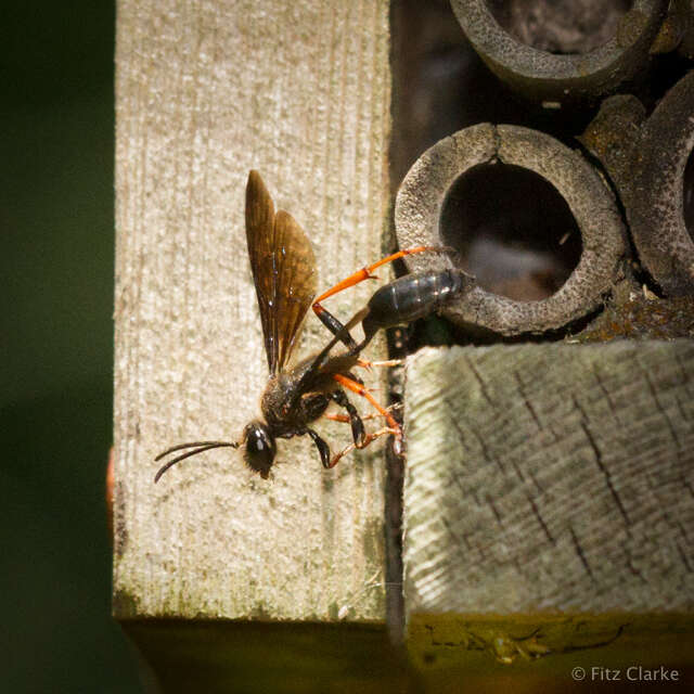 Isodontia auripes (Fernald 1906)的圖片