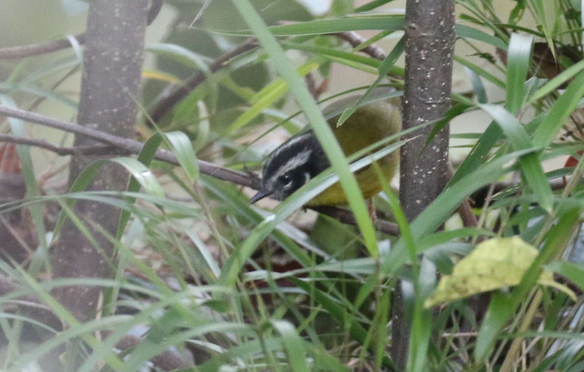 Image of Santa Marta Warbler