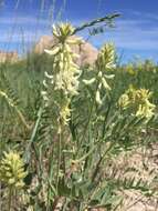 Imagem de Astragalus racemosus Pursh
