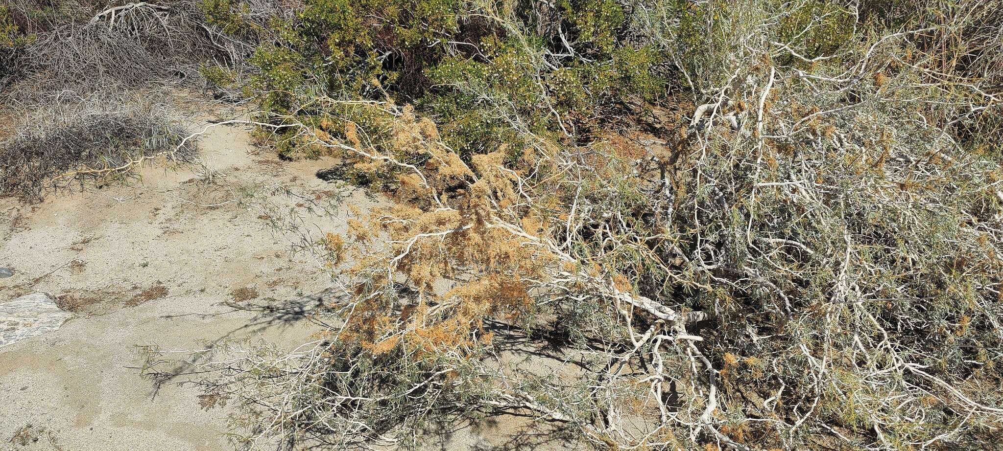 Sivun Cuscuta californica var. papillosa Yunck. kuva