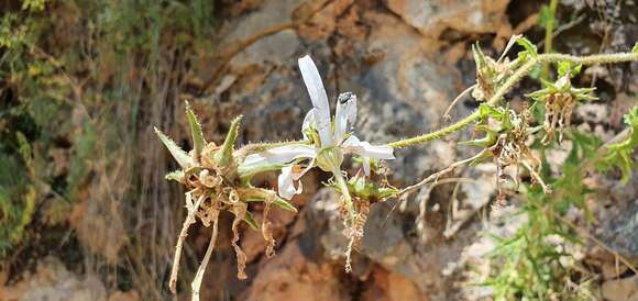 Image of Rough-leaved Michauxia