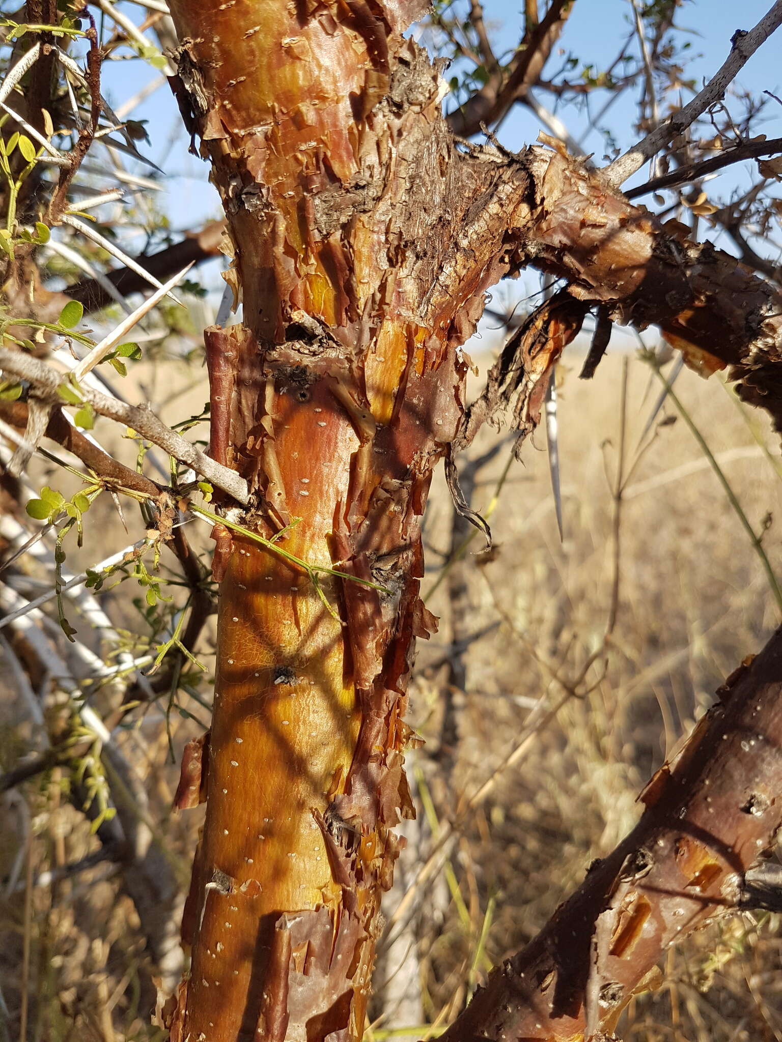 Imagem de Vachellia exuvialis (Verd.) Kyal. & Boatwr.