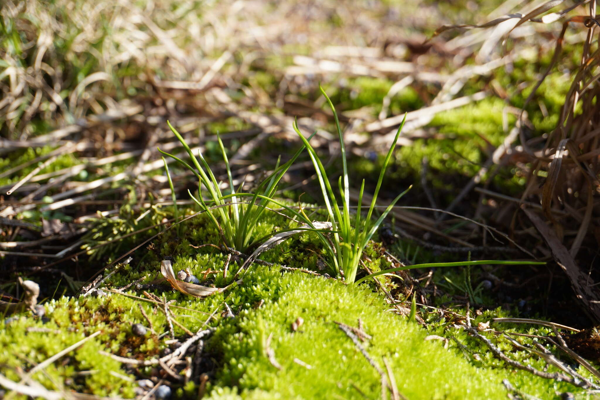 Image of blackfoot quillwort