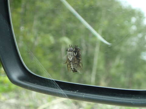 صورة Tabanus melanocerus Wiedemann 1828