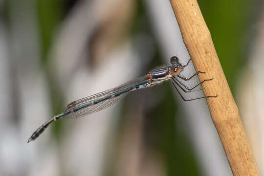 Image of Austrolestes aleison Watson & Moulds 1979