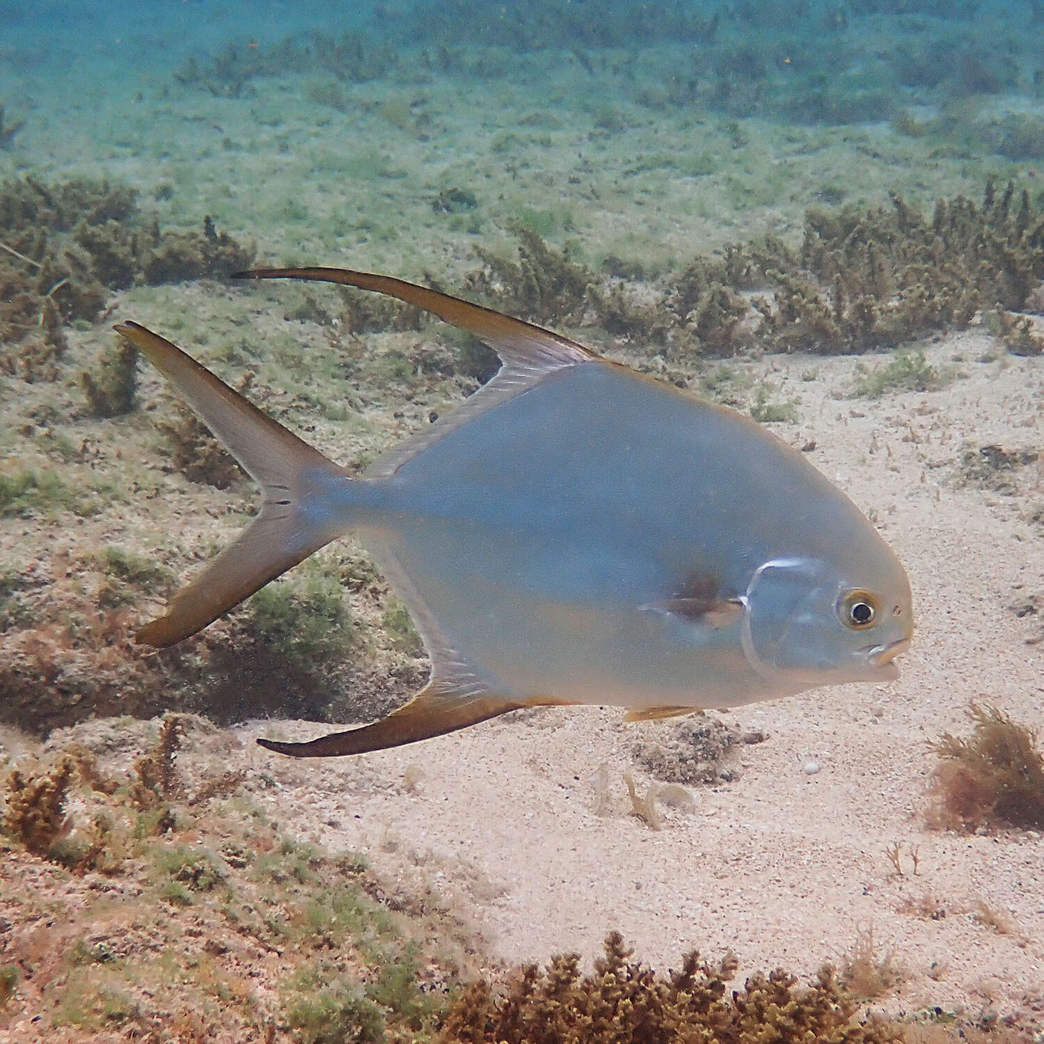 Imagem de Trachinotus blochii (Lacepède 1801)