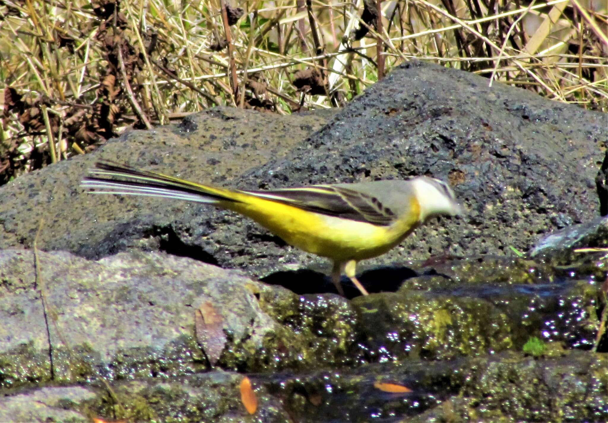 Image of Motacilla cinerea cinerea Tunstall 1771