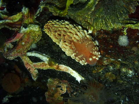 Image de Aeolidiella glauca (Alder & Hancock 1845)