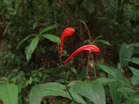 Image of Ruellia fulgens (Bremek.) E. A. Tripp