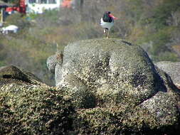 Image of American Oystercatcher