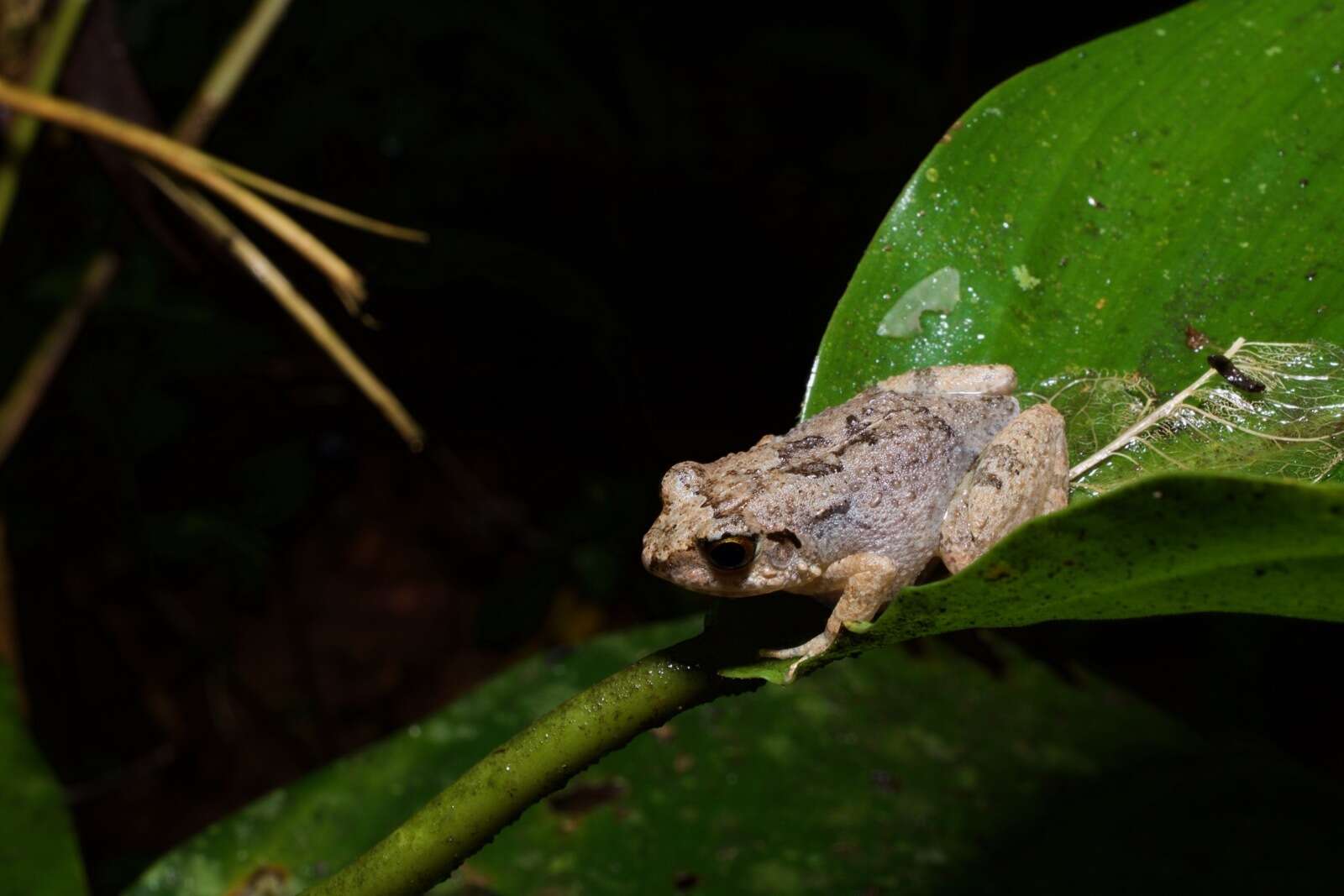 Arthroleptis poecilonotus Peters 1863的圖片